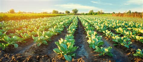 Cabbage Plantations Grow In The Field Vegetable Rows Farming