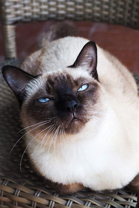 13 Most Popular Siamese Cat Colors I The Discerning Cat