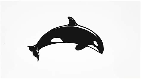 How To Draw An Orca Killer Whale For Beginners Youtube