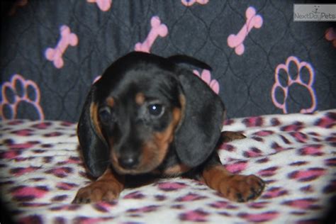 Find dachshund puppies for sale with pictures from reputable dachshund breeders. Puppy: Dachshund puppy for sale near Southeast KS, Kansas. | 690c6775-2be1