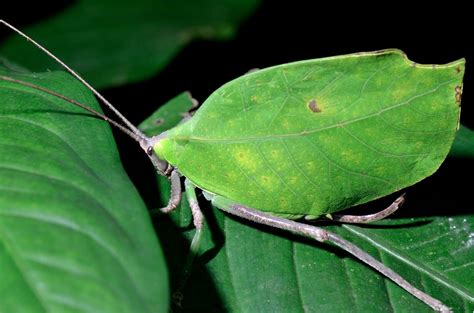 Leaf Insect Camouflage