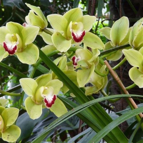 How To Care For Orchids So They Live And Grow Them Correctly So They