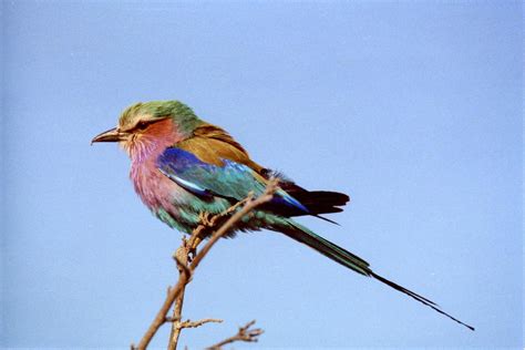 Lilac Breasted Roller Factbook Pictures Pictures Botswana In