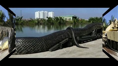 Amazing Giant Snake Found And Captured In The Red Video Dailymotion