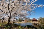 The cherry blossoms of Meadowlark Gardens: A gorgeous and easy ...