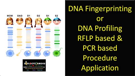 Dna Fingerprinting Or Dna Profiling Steps Rflp Based Pcr Based Dna