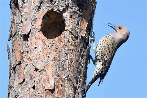 Northern Flicker Woodpecker