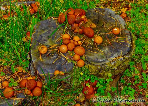 Eko-Kuvia: Syksyn 'sieniä'....