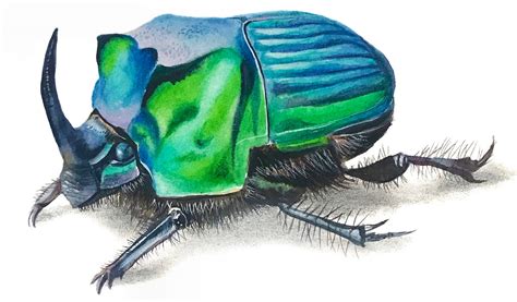 Green Scarab Beetle Realistic Detailed Watercolor Illustration Etsy