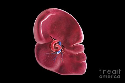 Human Spleen Photograph By Science Picture Co Fine Art America