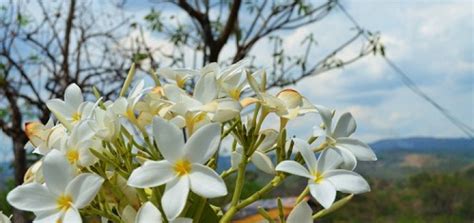 Nicaragua National Bird And Flower Best Flower Site