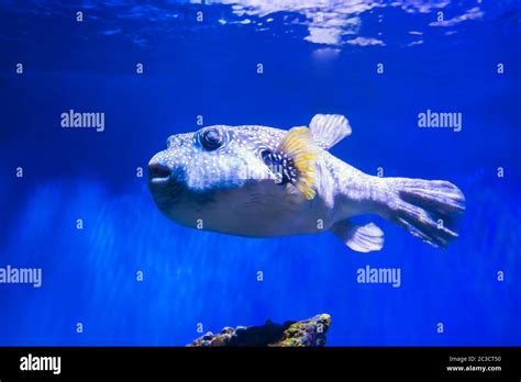 Fugu Species Hi Res Stock Photography And Images Alamy