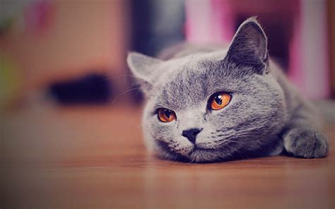 British Shorthair Cat Cute Animal Wallpaper Hdwallpapershamscom