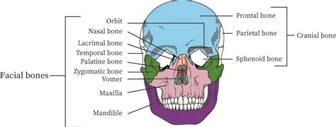 Structure And Function Of The Axial Skeleton Bartleby