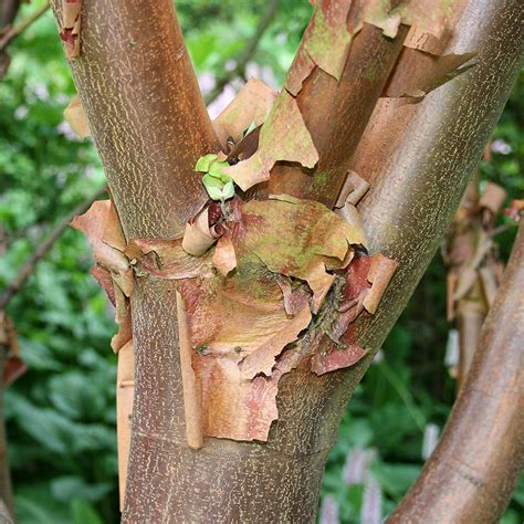Acer Griseum Paperbark Maple Tree Mail Order Trees