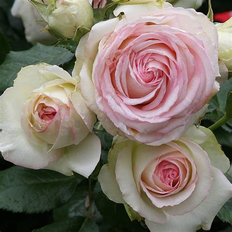 Buy Heirloom Roses Rose Bush The Eden Climbing Live S For Outdoors