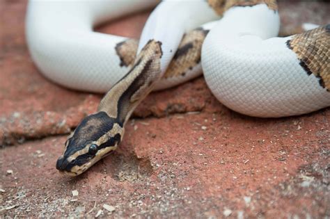 Ball Python Wallpapers Wallpaper Cave