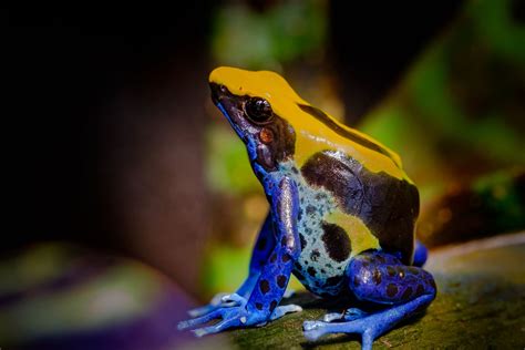16 Beautiful But Deadly Frogs In 2021 Frog Species Dart Frog Frog