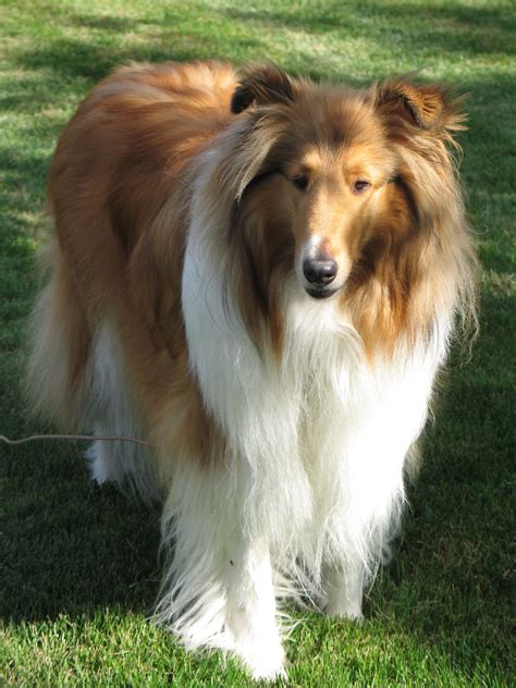 Frisco My Beautiful Boy From Northern Classic Collies In Northern