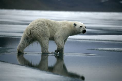 La Foto De Un Oso Polar Muerto La Mejor Alerta Del Cambio Climático