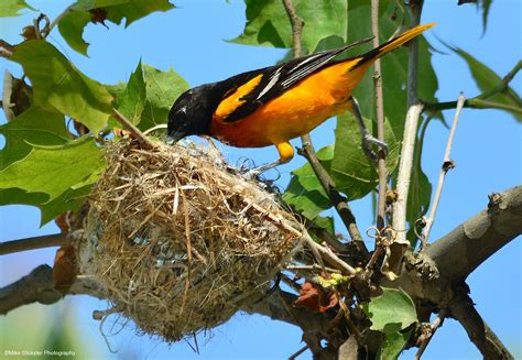 Spotted A Baltimore Orioles Nest In A Tree Along The Parking Lot Of