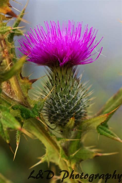 The Thistle Of Scotland Scotland Highlands Flowery Thistle