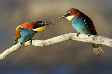 16 beautiful bird courtship displays