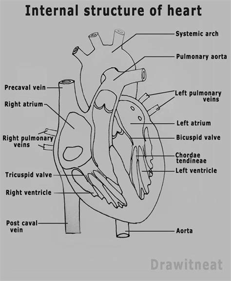 Heart Cross Section Diagram