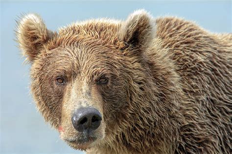Grizzly Bears Also Called Brown Bears Photograph By Tom Norring