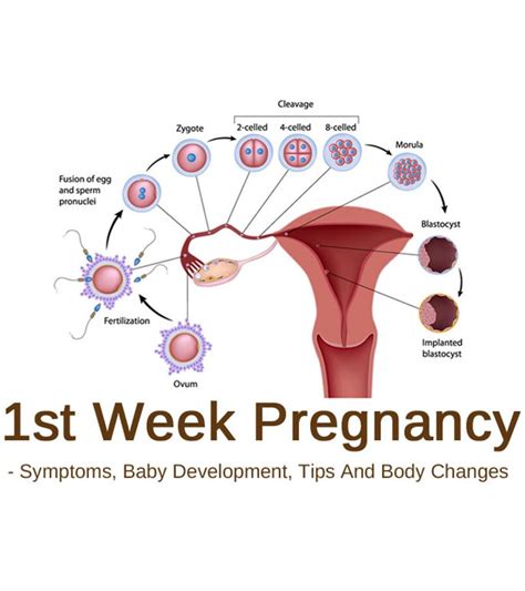 One Week Pregnant Symptoms Baby Development Tips To Follow