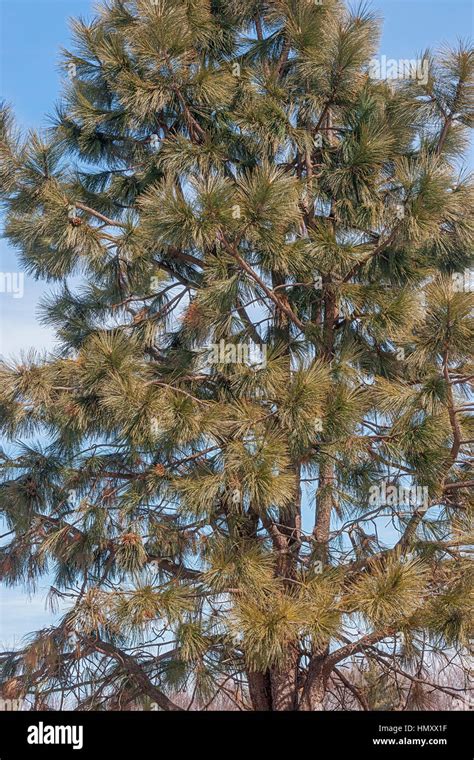 Ponderosa Pine Pinus Ponderosa Called Bull Pine Blackjack Pine And