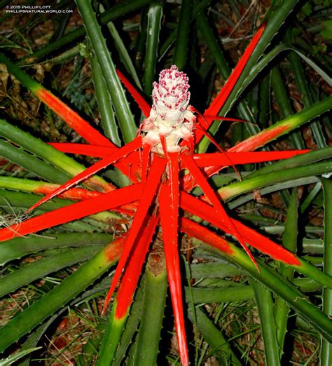 Phillips Natural World Floridas Thorniest Plants