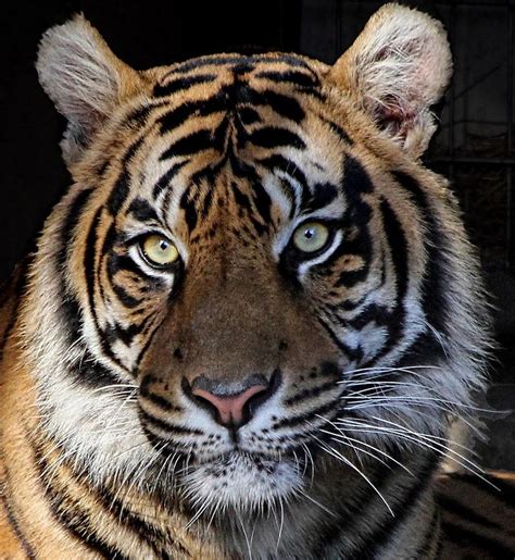 Tiger Portrait Closeup Photograph By Ronda Ryan Pixels