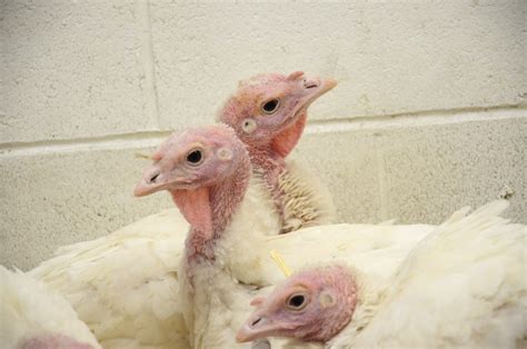 Intrepid Turkeys Find Their Forever Home Farm Sanctuary
