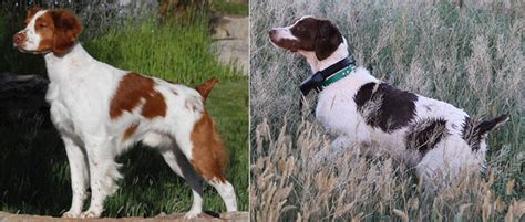 Akc brittany spaniel puppies for sell. Alar Brittanys - Brittany Breeder/Puppies for Field, Show, Hunting and Home - Idaho, Arizona ...