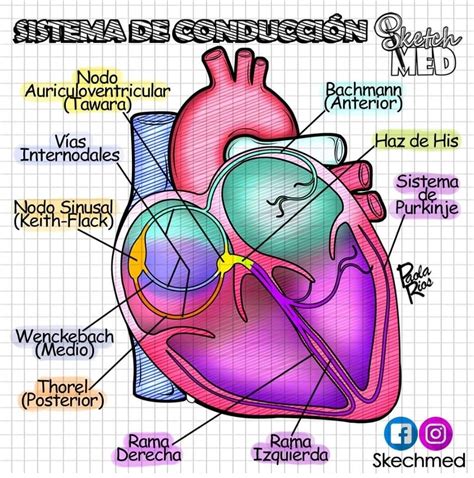 Fisiologa Del Corazn 1 El Sistema Cardionector Youtube