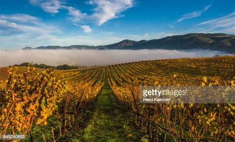 Napa Valley Fog Photos And Premium High Res Pictures Getty Images
