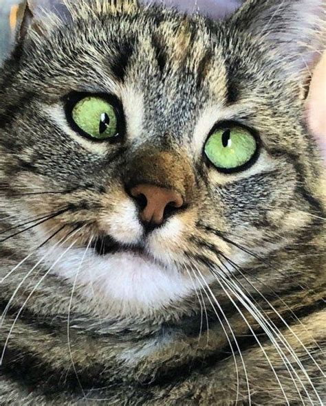 This Crazy Eyed Cat May Look A Little Different To The Norm But Her