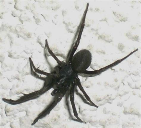 Unknown Black Spider Plectreurys Bugguidenet