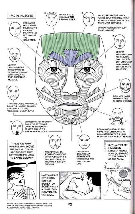 Muscles That Drive Expression Facial Muscles Anatomy Human Body