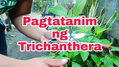 Pagtatanim Ng Trichanthera Sa Aking Dragon Fruit Farm Youtube