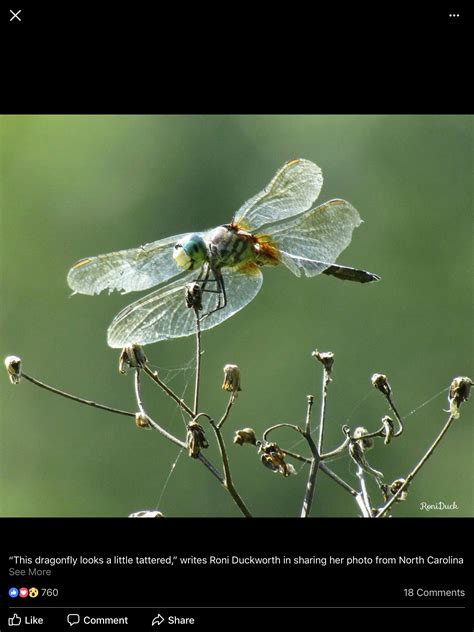 Pin By Nancy Hein On Art Class Dragonflies Damselflies And Lilypads