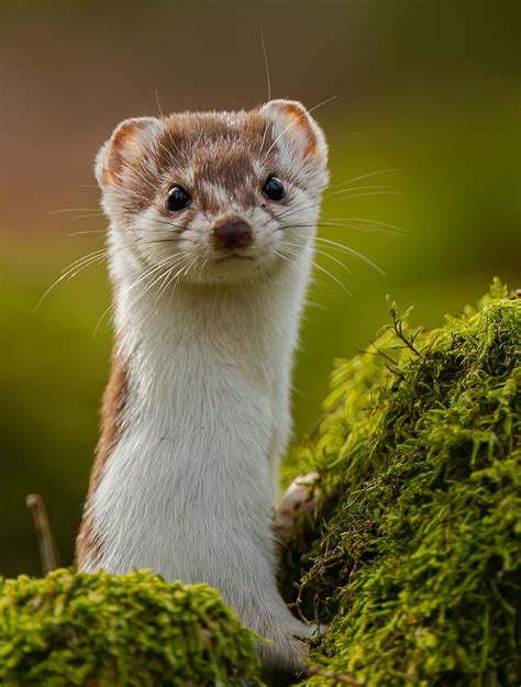 Lumikko Least Weasel By Teemu Heinonen 500px In 2020 Cute Ferrets