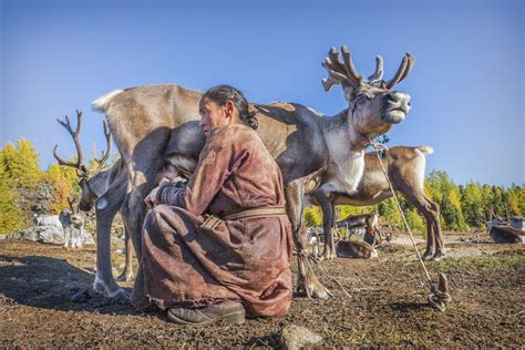 Tsaatan Mongolias Reindeer Herders The Diplomat