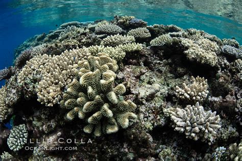 Beautiful Coral Reef Scene Fiji Vatu I Ra Passage Bligh Waters Viti