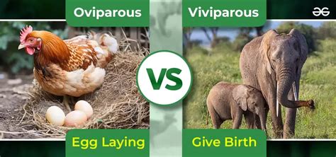 Overview On Viviparous Oviparous And Development Of Embryo
