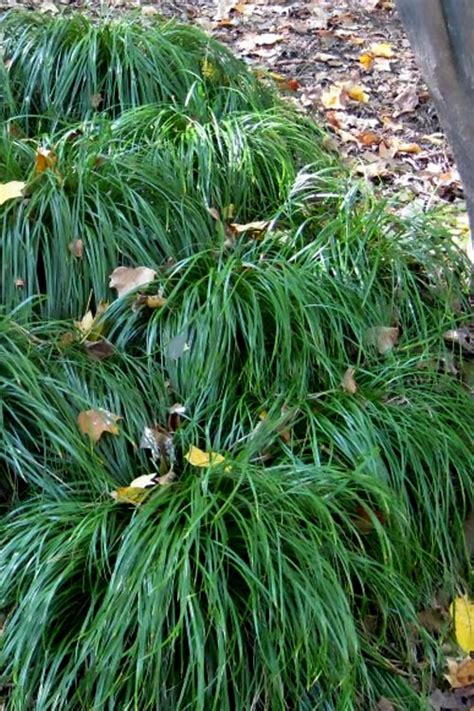 Buy Texas Sedge Plants Carex Texensis Free Shipping 1 Gallon Pots