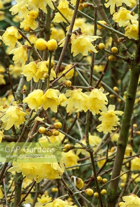 Chimonanthus Praecox Luteus Wintersweet Plant Photography Garden