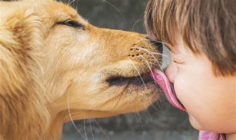Pampered Pets Can Letting A Dog Lick Your Face Lead To A Worm