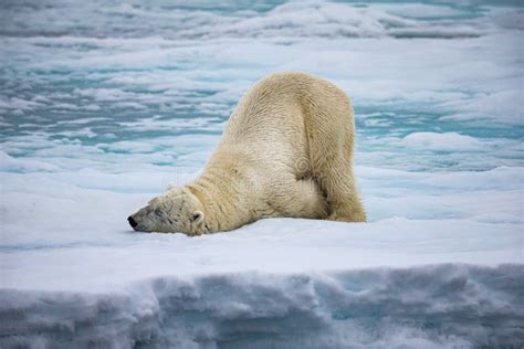 Large Male Polar Bear Stretching On Ice While Sleeping Stock Image